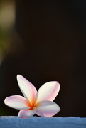 28th Sep 2023 - Fallen Frangipani Flower