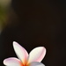 Fallen Frangipani Flower by nannasgotitgoingon