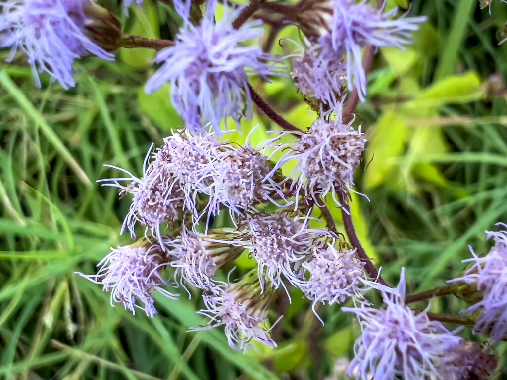 Purple Weed by sburton