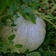 2nd Oct 2023 - Blue Pumpkin