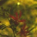 10 1 Nightime Bottlebrush