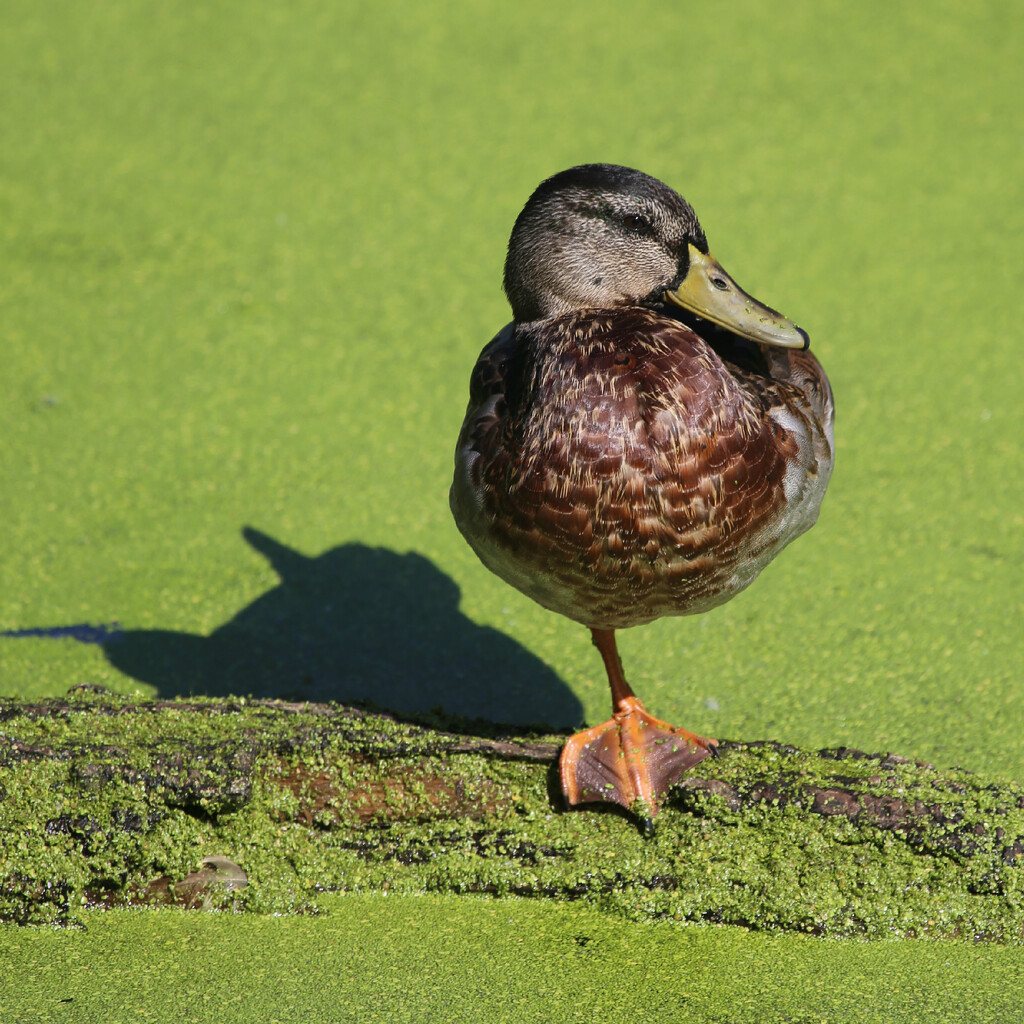 duck yoga by ellene