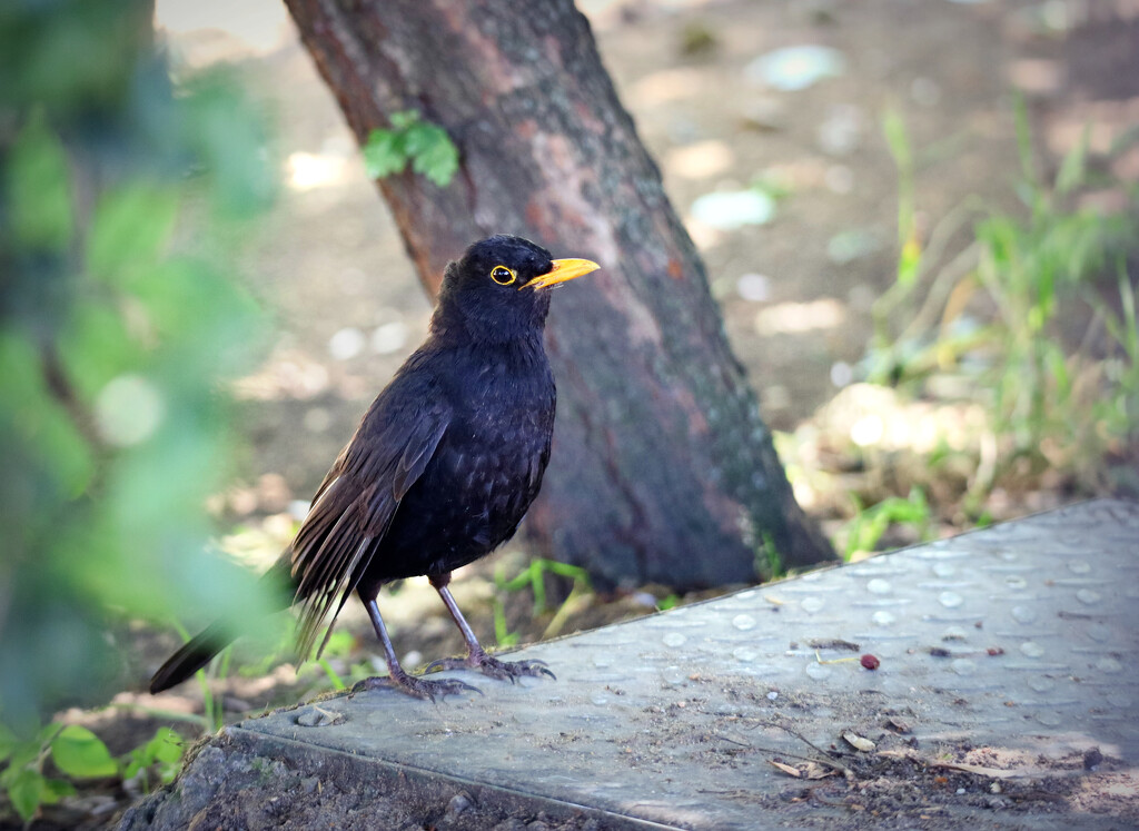 blackbird by ellene