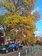 2nd Oct 2023 - Autumn In The City