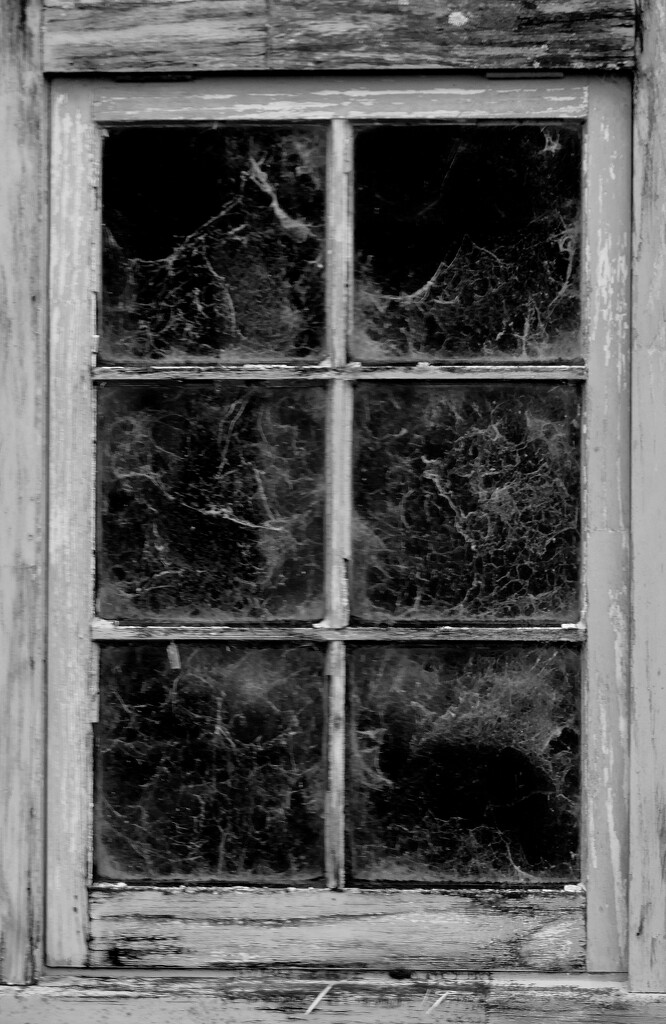 Cobwebs on the woolshed window by dide