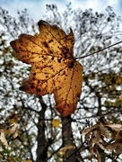 3rd Oct 2023 - Maple leaf
