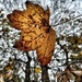 Maple leaf by okvalle