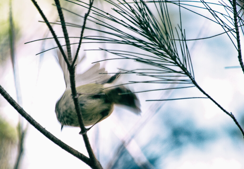 Bird 1 - Brown Thornbill by annied