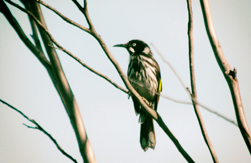 Bird 2 - New Holland Honeyeater by annied