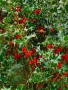 3rd Oct 2023 - Loads of berries