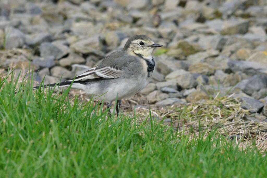 PIED WAGTAIL by markp