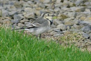 19th Sep 2023 - PIED WAGTAIL
