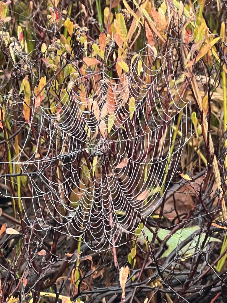 Fall Spiderweb by radiogirl
