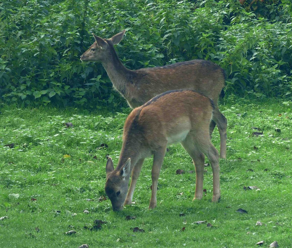 Young Fallow Deer by arkensiel