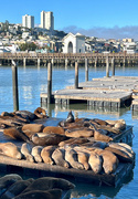 3rd Oct 2023 - Pier 39 Sea Lions