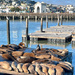 Pier 39 Sea Lions by kwind