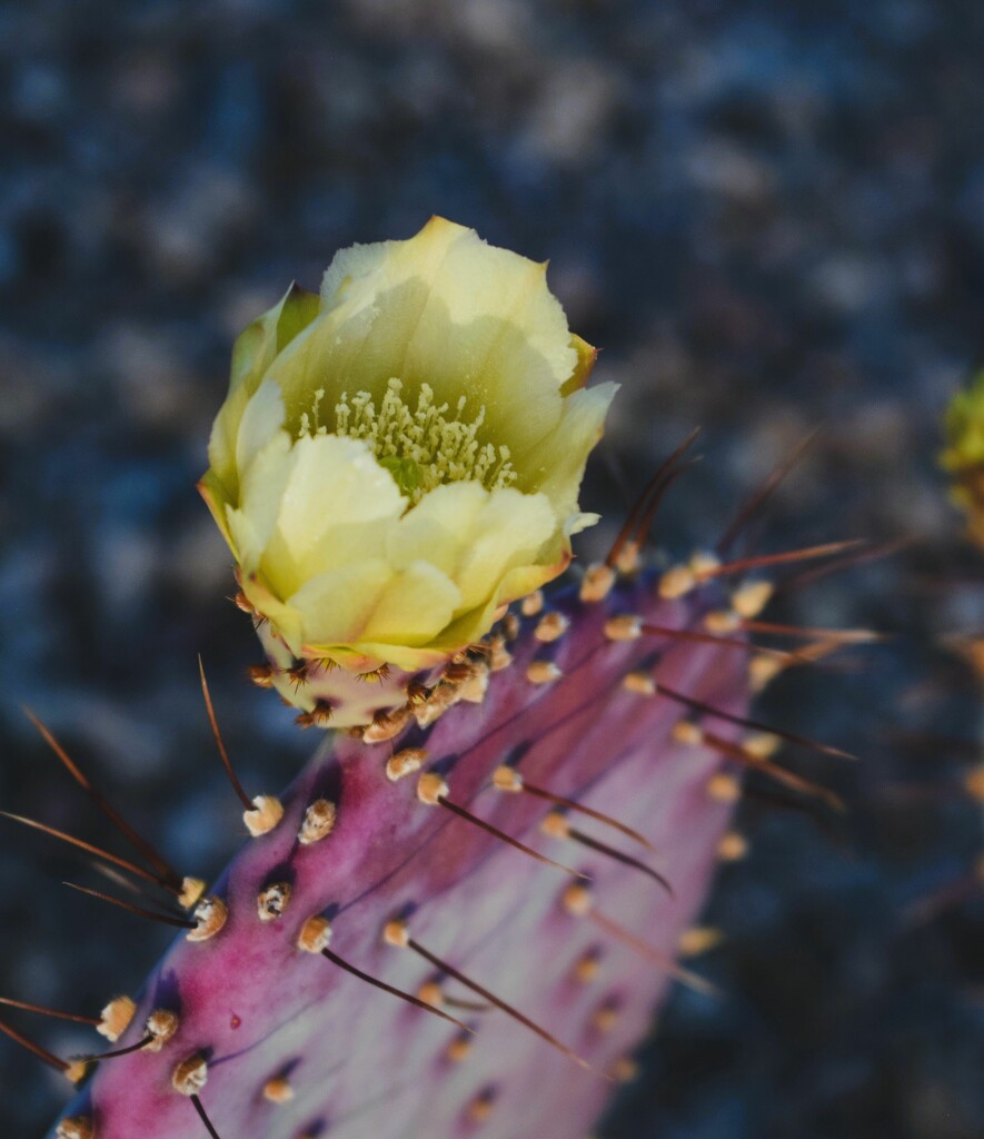 10 2 Fall Cactus bloom by sandlily