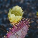 10 2 Fall Cactus bloom