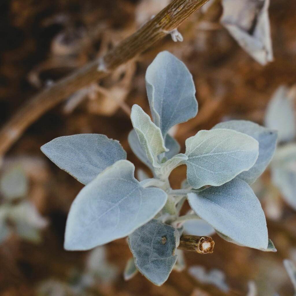 10 2 Brittlebrush leaves by sandlily