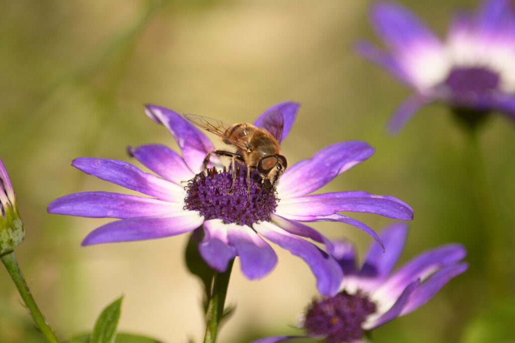Bee on flower..... by ziggy77