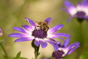 3rd Oct 2023 - Bee on flower.....