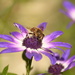 Bee on flower..... by ziggy77