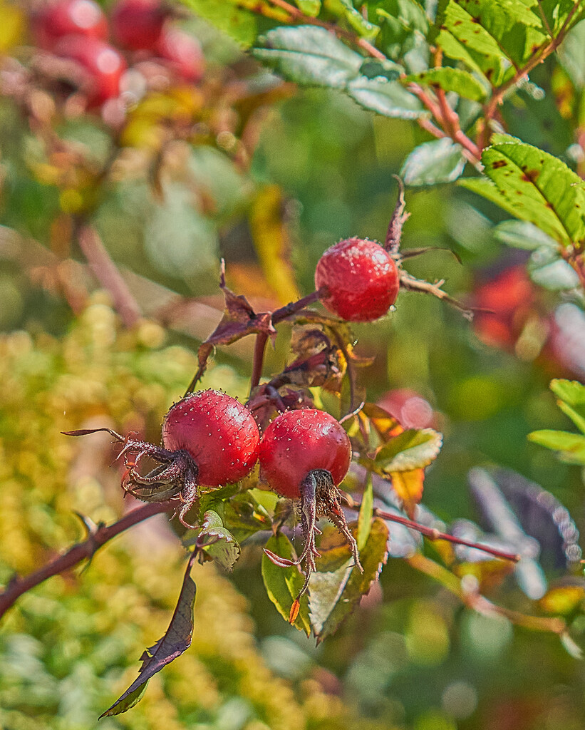 Big Round Rose Hips by gardencat