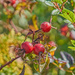 Big Round Rose Hips by gardencat