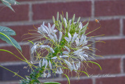 3rd Oct 2023 - Bee on Cleome