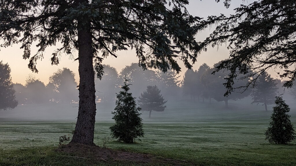 Misty Morning  by julie