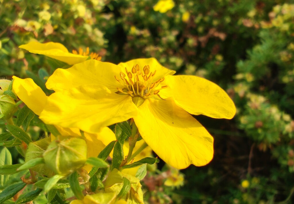 Shrubby cinquefoil by okvalle