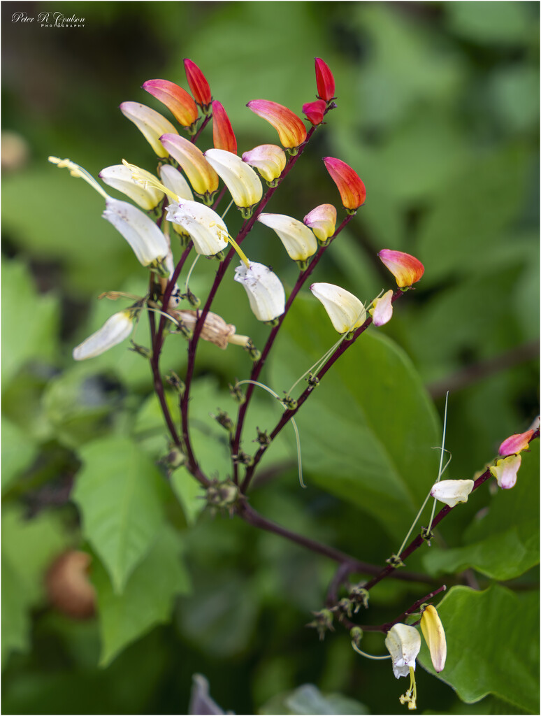 Ipomoea lobata by pcoulson