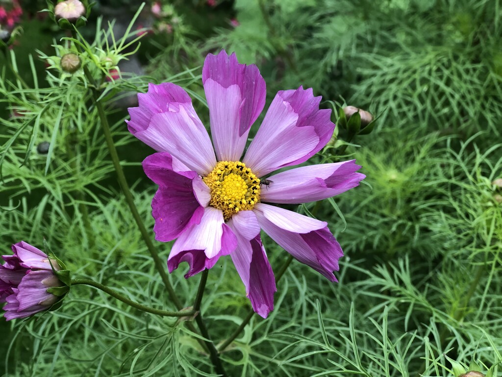 Unusual Cosmos Flower by susiemc