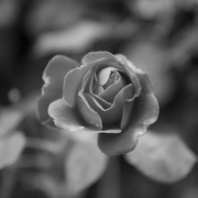 3rd Oct 2023 - Last rose of summer 