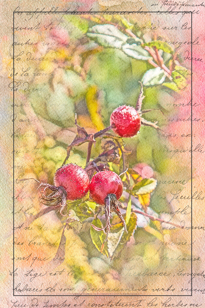 Fall Rose Hips  by gardencat