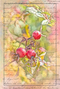 3rd Oct 2023 - Fall Rose Hips 