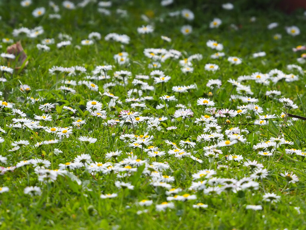 Lawn of daisies, I’m pretty limited for getting out and about at this time ,I had a stick piercing into lower shin while out biking now have a cellulitis Dr gave me another antibiotic yesterday so fingers crossed in having some improvement or it will daily trips for IV . by Dawn
