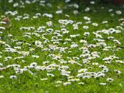 4th Oct 2023 - Lawn of daisies, I’m pretty limited for getting out and about at this time ,I had a stick piercing into lower shin while out biking now have a cellulitis Dr gave me another antibiotic yesterday so fingers crossed in having some improvement or it will daily trips for IV .