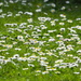 Lawn of daisies, I’m pretty limited for getting out and about at this time ,I had a stick piercing into lower shin while out biking now have a cellulitis Dr gave me another antibiotic yesterday so fingers crossed in having some improvement or it will daily trips for IV . by Dawn