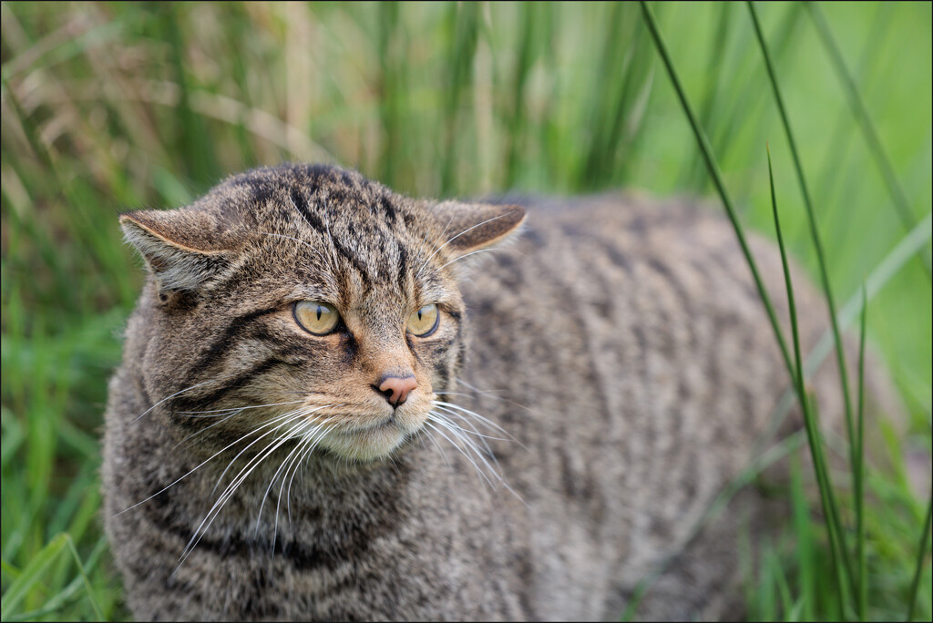 30 - Adult Male Scottish Wildcat by marshwader