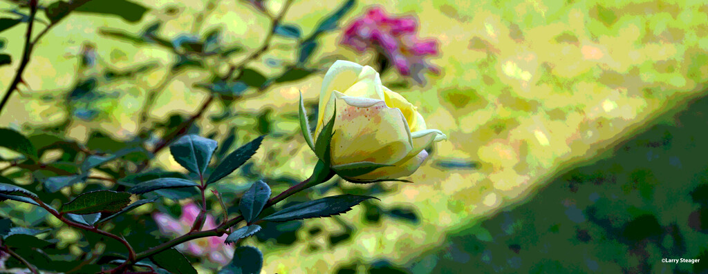 Fall rose artistic by larrysphotos