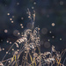 bug bokeh