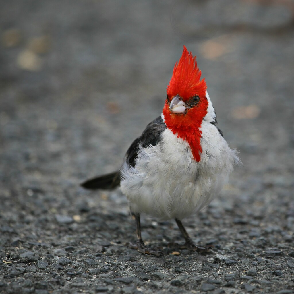 red-crested cardinal by ellene