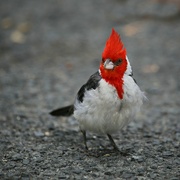 17th Aug 2023 - red-crested cardinal
