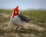 18th Aug 2023 - red-crested cardinal