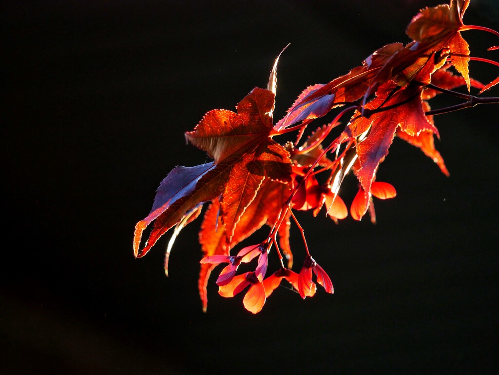 Autumn scarlet by ljmanning