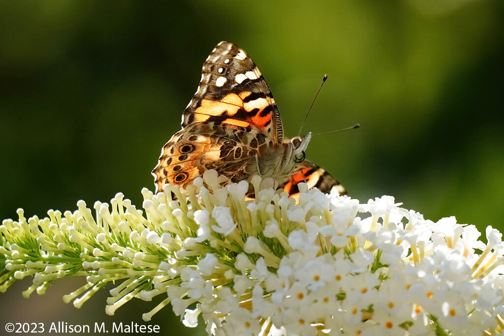 Painted Lady by falcon11