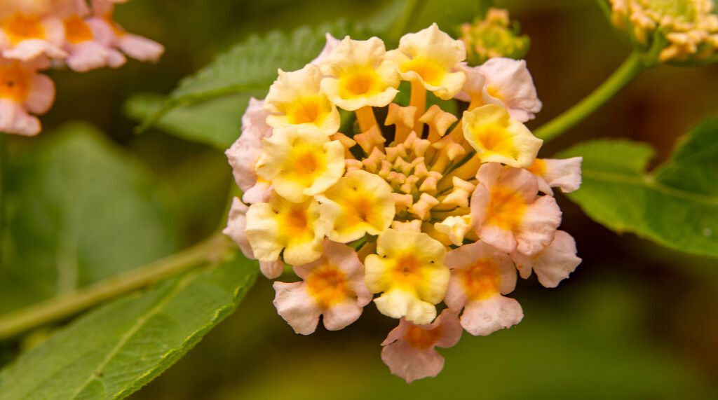 Flower, Close Up! by rickster549