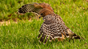3rd Oct 2023 - Another View of the Red Shouldered Hawk!