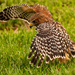 Another View of the Red Shouldered Hawk! by rickster549